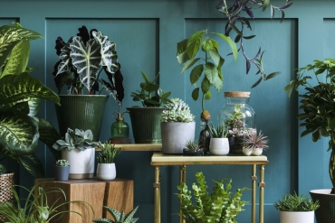 Get Your Greens at These Local Plant Places