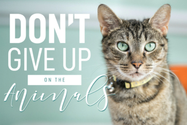 Read About the Work of 3 Local Animal Shelters