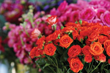Local Gardens for the Flower Fiend