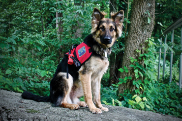Tails of Valor, Paws of Honor