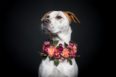 5 Local Family & Pet Photographers