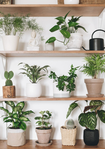 Fancy Plants Club Provides Tips for Happy House Plants