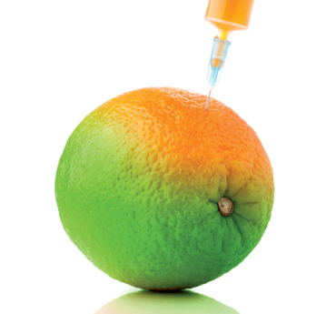 What You Need to Know About GMO